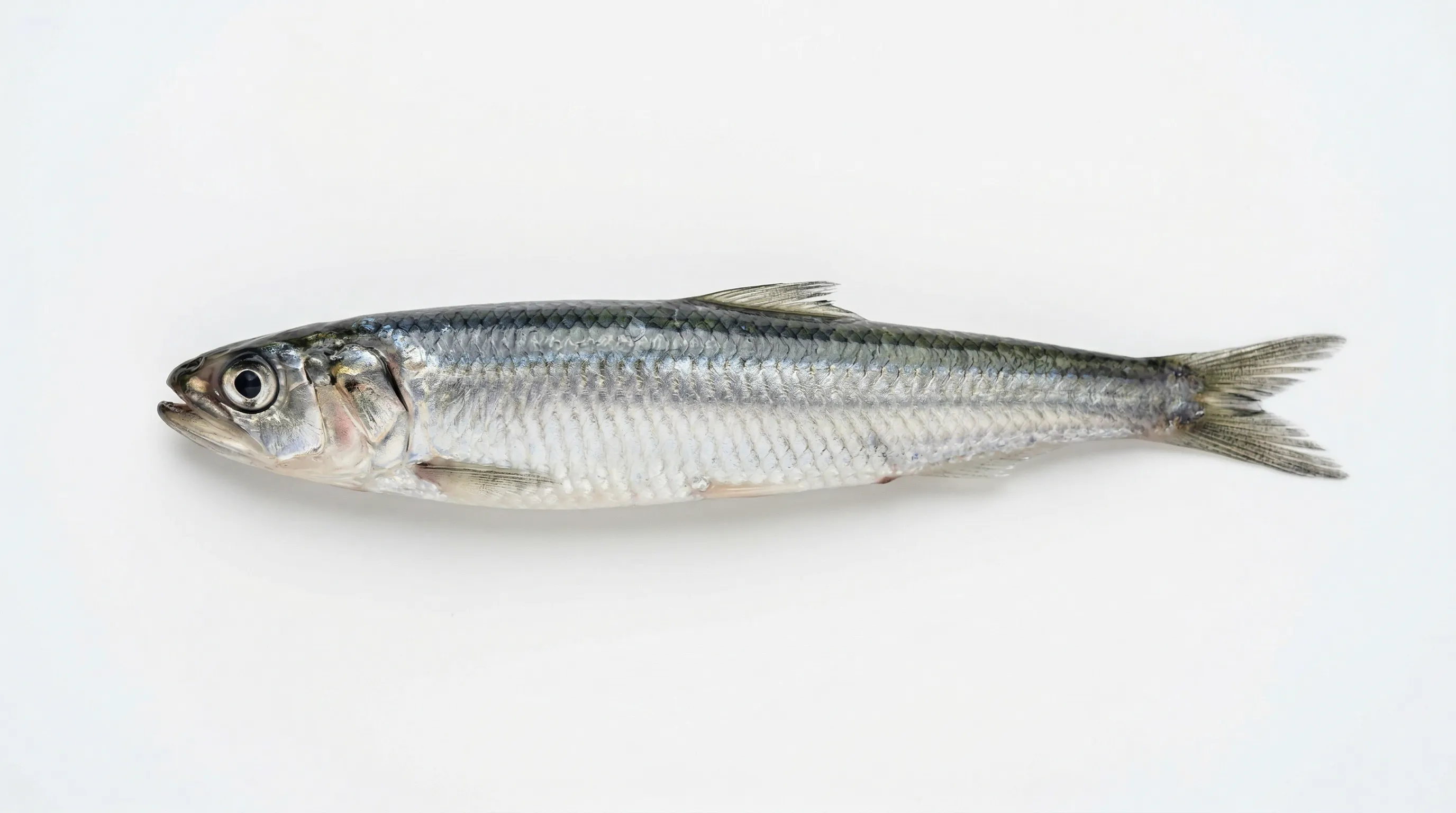 Anchois