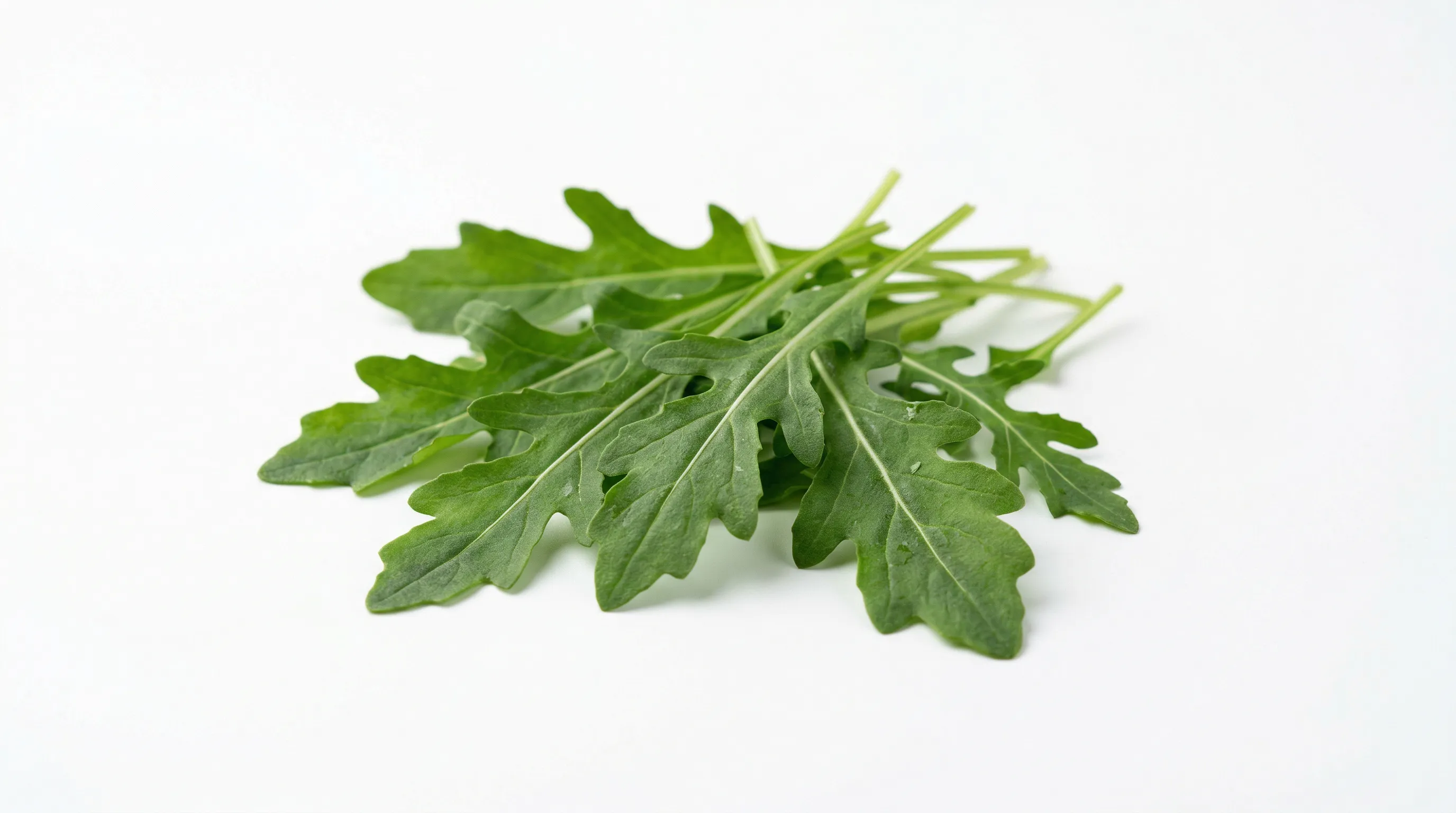 Roquette