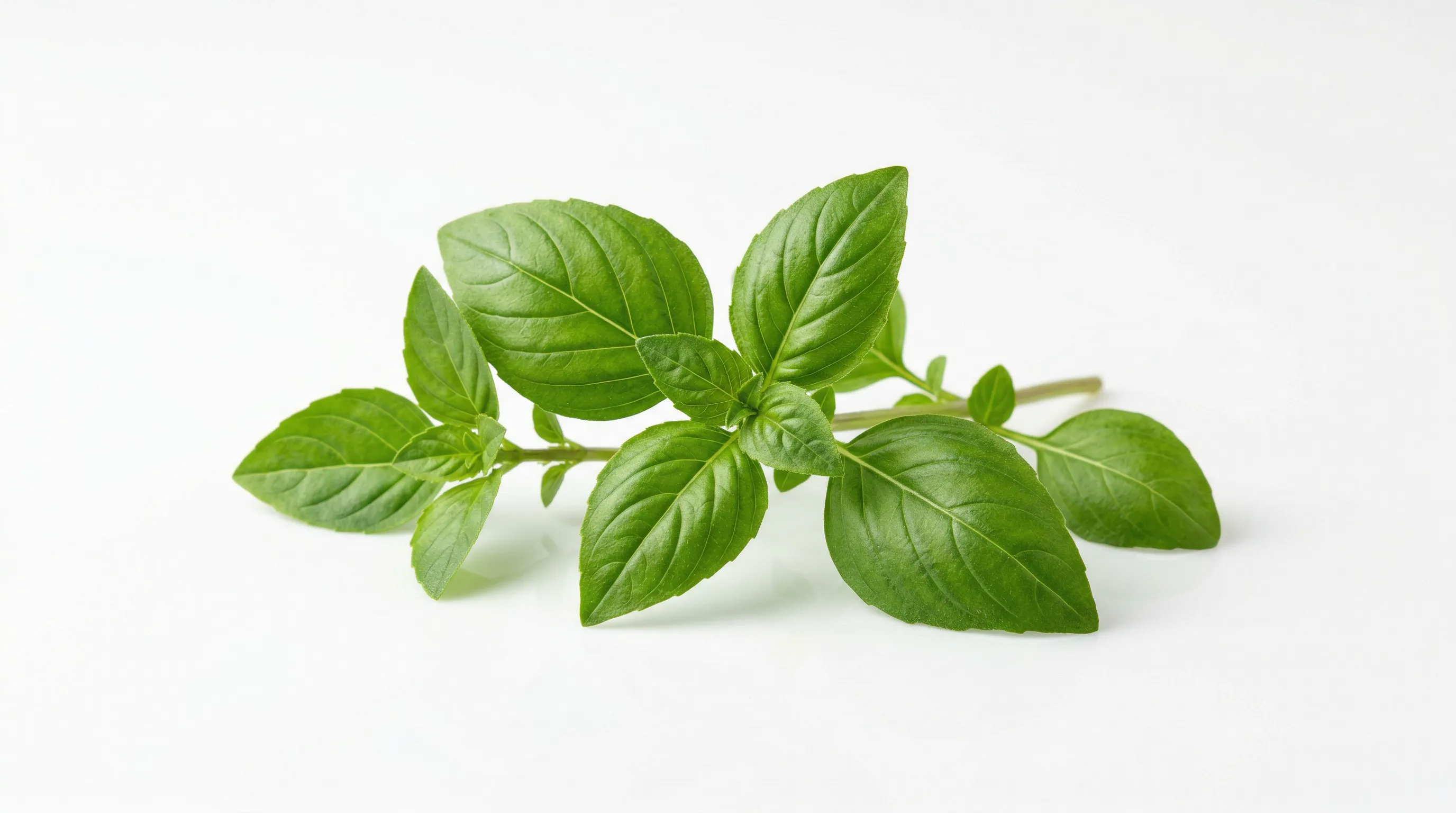 Basilic